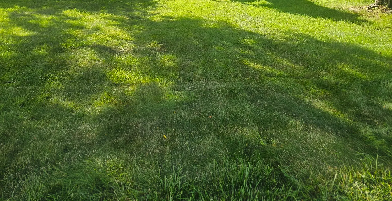 Sunlight and tree shadows across a residential lawn